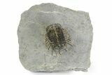 Well Prepared, Spiny Koneprusia Trilobite - Ofaten, Morocco #350531-3
